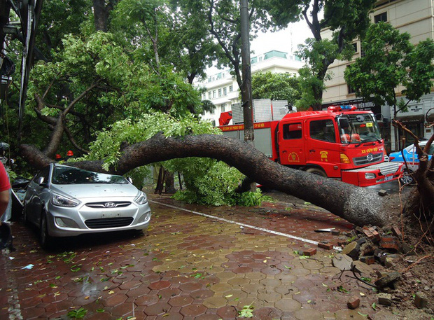 Xế hộp bị cây xà cừ đè bẹp trên phố Quang Trung (Hà Nội) (Ảnh: Zing News)