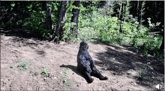 Một con gấu trong khu bảo tồn ở Ukraine sau khi từ giã ngành xiếc đã về nghỉ hưu, được tự do tự tại thưởng thức cuộc sống an nhàn nơi mình thuộc về.