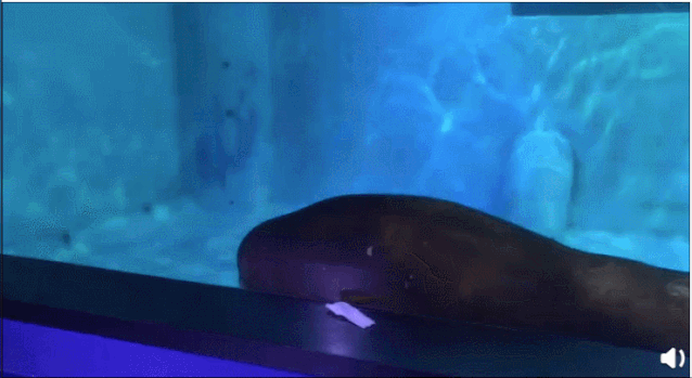 Con hải mã nuôi này có thể bơi qua bơi lại 5 vòng trong vòng 2 phút, mỗi lần quay phải dùng vây ngực đẩy để không va vào thành bể.