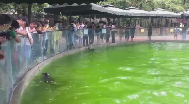 Trong vườn thú ở Thành Đô (Tứ Xuyên), hải cẩu được nuôi nhốt trong môi trường nước ngọt, tảo và cây xanh trong ao cũng có khả năng khiến chúng mắc các bệnh về da và mắt.