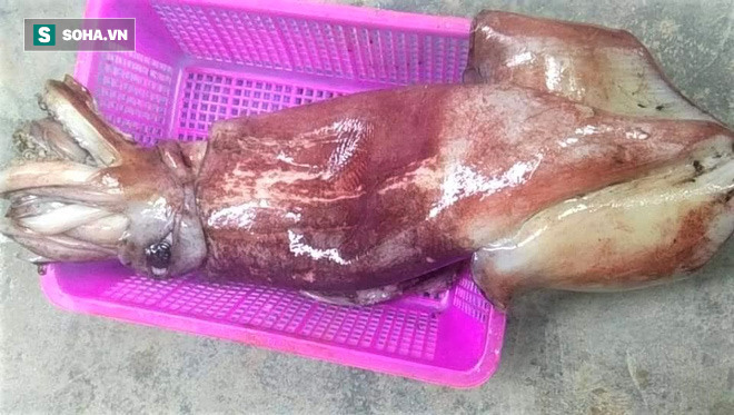 Mực khổng lồ giá rẻ.