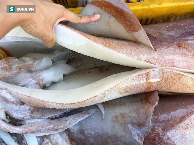 Thịt mực xà rất dày.