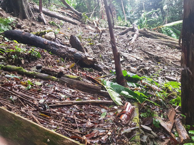 Vườn sâm của người dân bị nhiều gốc cây lớn gãy đè, sạt lở và mưa lũ cuốn trôi các gốc sâm giống