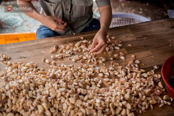 Mỗi ký hành, tỏi làm sạch sẽ được nhận về 1.000 đồng