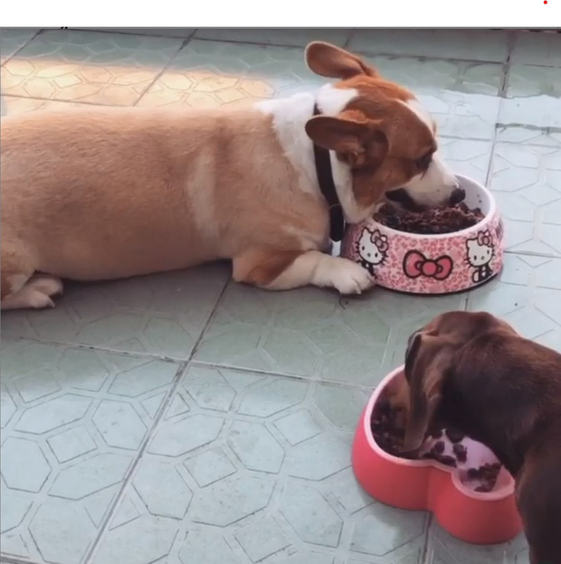 Netizen còn soi ra vòng cổ của chú cún xuất hiện trong story Andree cũng khá giống với chiếc vòng của Mr Bảnh Tỏn - thú cưng Minh Tú