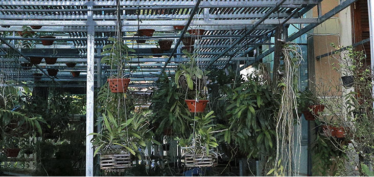 Lan là một loại cây cảnh giá trị cao nên việc sở hữu giàn vài chục giò như thế này khiến cộng đồng mạng xuýt xoa.