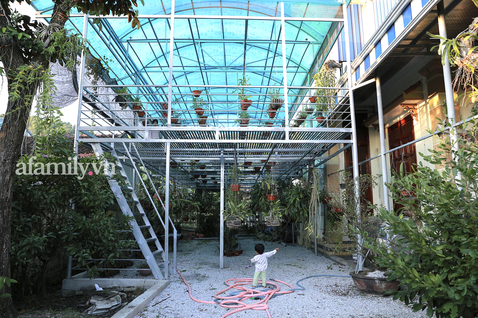 Đặc biệt là giàn lan siêu khủng được thiết kế đặc biệt có diện tích lên tới vài chục mét vuông.