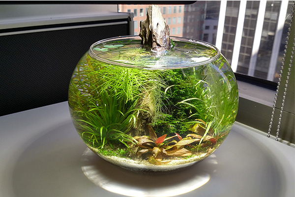 5 kiêng kỵ về phong thủy khi bày bể cá giúp gia đình thịnh vượng, phát tài phát lộc - 4