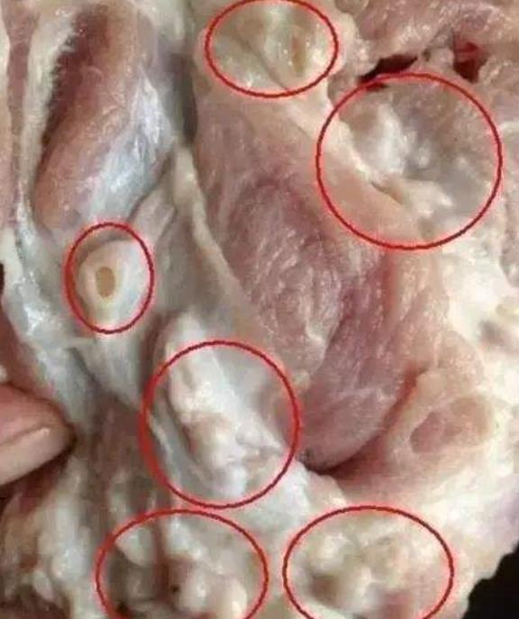 Phần thịt cổ lợn chứa nhiều hạch bạch huyết, các hạch này đều chứa mầm bệnh như vi khuẩn và virus.