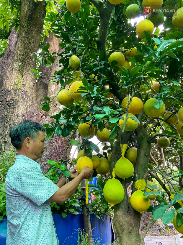 Anh Phan đang chăm sóc cây bưởi Diễn với khoảng 70 quả