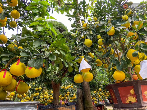 Có những quả được bọc cuốn để không bị rơi khi va đập