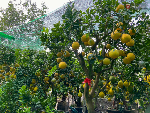 Hiện tại nhà vườn đang phủ phía trên những chậu bưởi trĩu quả lớp bạt thưa để hạn chế giọt mưa lớn có thể ảnh hưởng đến cây