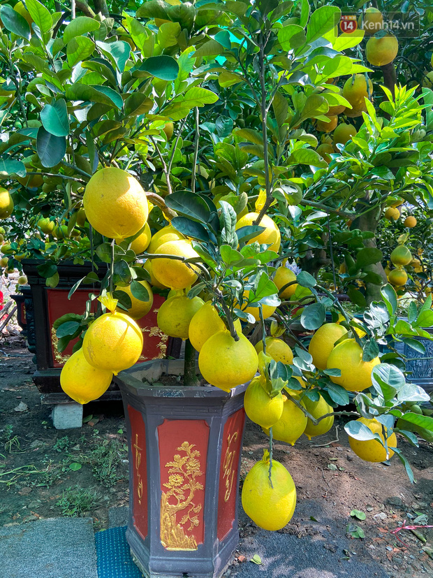 Một cây bưởi có kích thước nhỏ nhưng sum sê quả