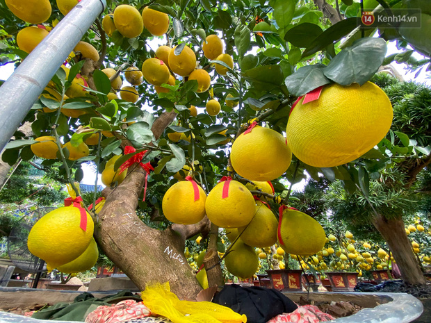 Do mới vận chuyển vào TP.HCM nên có nhiều quả chưa được mở bọc hết