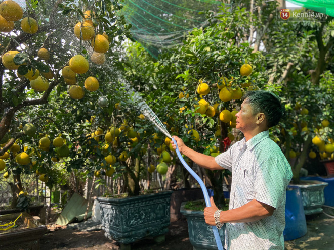 Mỗi ngày bưởi Diễn được tưới nước 2 lần để giữ độ ẩm và sinh trưởng ổn định 