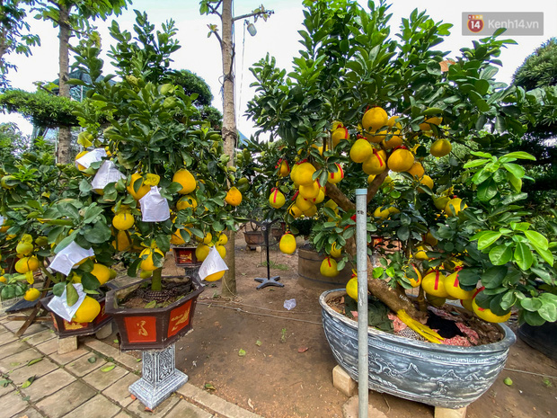 Những chậu bưởi Diễn có giá vài triệu đến hàng chục triệu đồng được bày bán sớm ở Sài Gòn