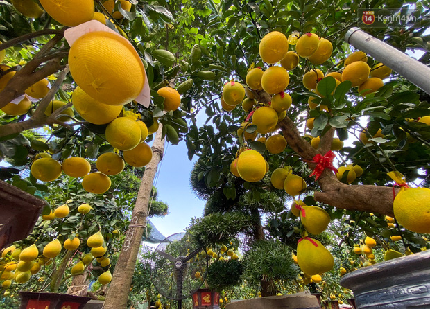 Hiện tại quả bưởi vẫn đang trong giai đoạn phát triển, từ nay đến Tết Nguyên đán sẽ to dần lên