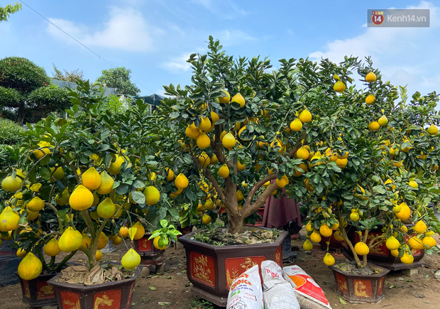 Hầu hết cây nào cũng sum sê, trĩu quả