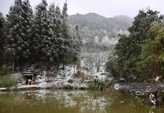 Cây cối bị bao phủ bởi tuyết trắng (Ảnh: Phương Thảo)