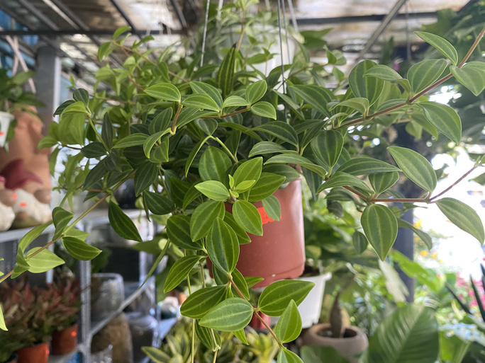 Lá kim cương 120.000 đồng/chậu