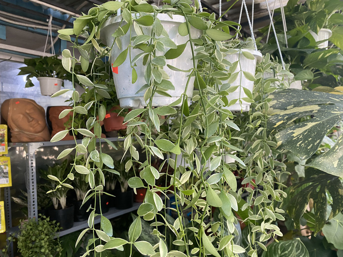 Lan hạt dưa cẩm thạch 69.000 đồng/chậu