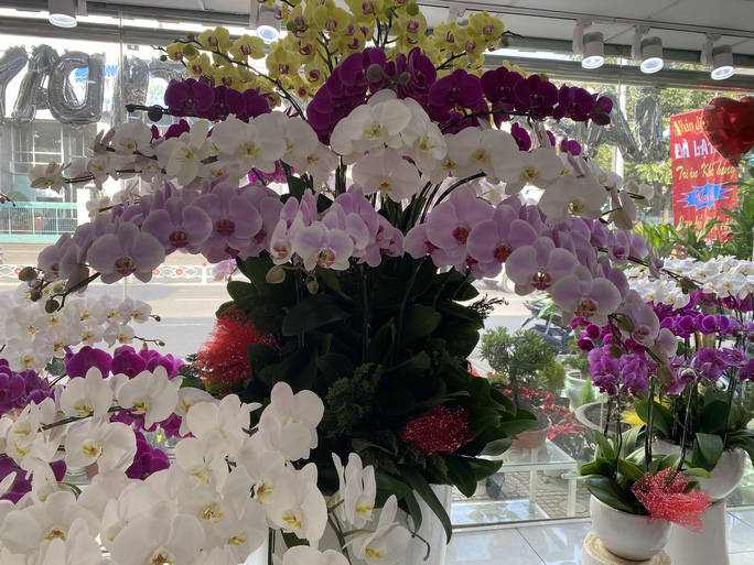 Chậu lan hồ điệp 49 cành 12 triệu đồng