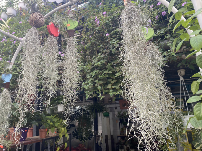 Cây không khí 90.000 đồng/chậu