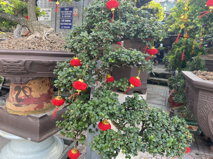 Linh sam 22 triệu đồng/chậu