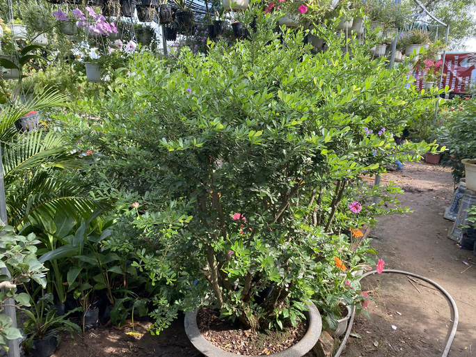 Linh sâm 3 triệu đồng/chậu