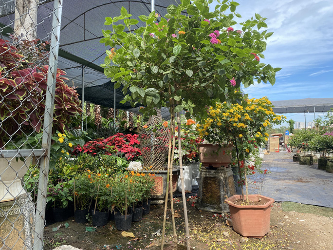 Ngũ sắc 500.000 đồng/cây