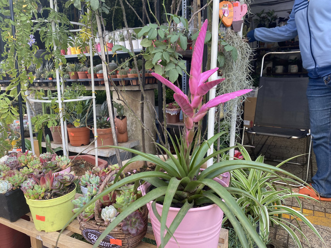 Phong lộc 190.000 đồng/chậu