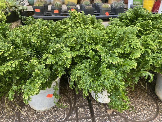 Rêu rừng 100.000 đồng/chậu