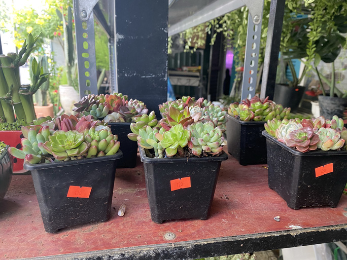 Sen đá từ 120.000-180.000 đồng/chậu