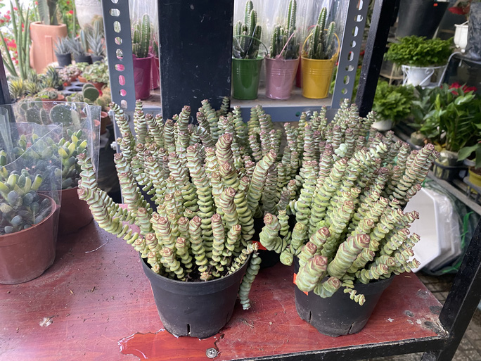 Sen thịt xiên 80.000 đồng/chậu