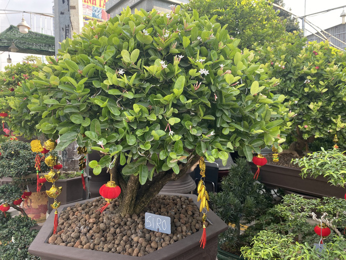 Cây siro có giá bán lên đến 68 triệu đồng