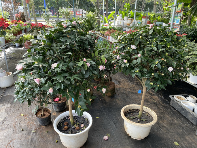 Trà mi hồng thơm 18 triệu đồng/cây