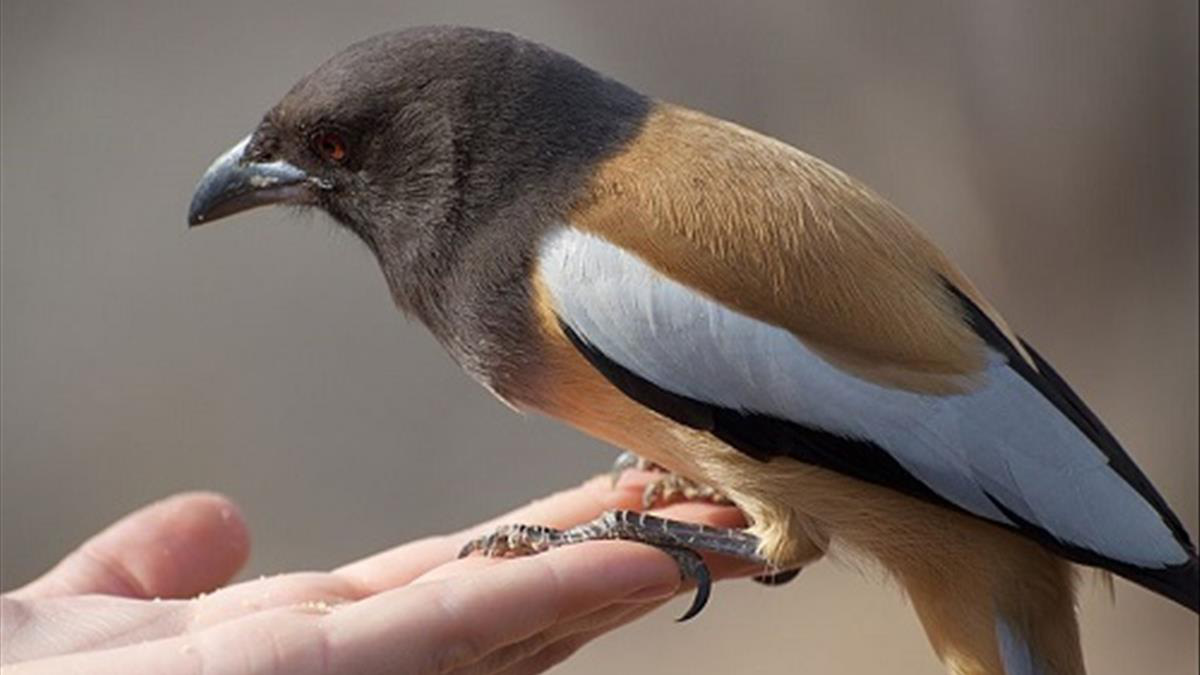 Mùa xuân sang, 4 điềm báo dự báo tin vui gõ cửa, phú quý đến nhà - 3