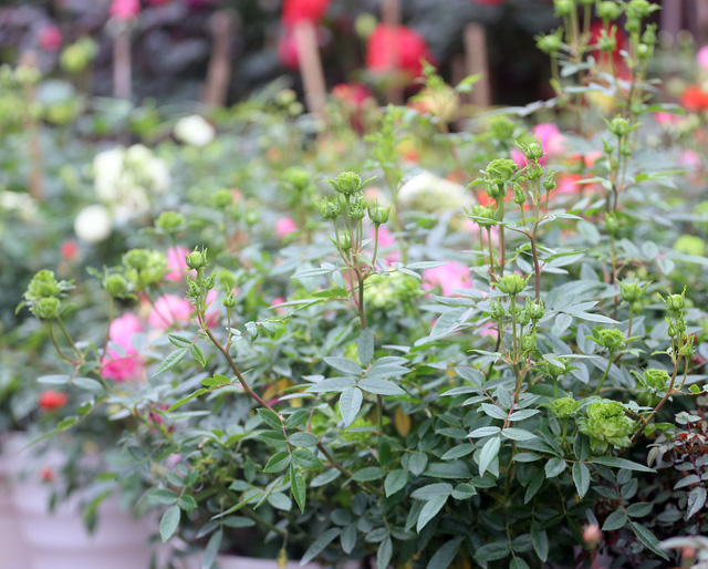 Đặc biệt, tại đây cũng xuất hiện những gốc hồng xanh lạ mắt.