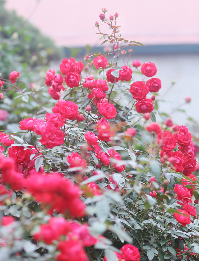 Giá mỗi gốc hồng này có thể lên đến 3 triệu đồng tùy to, nhỏ.