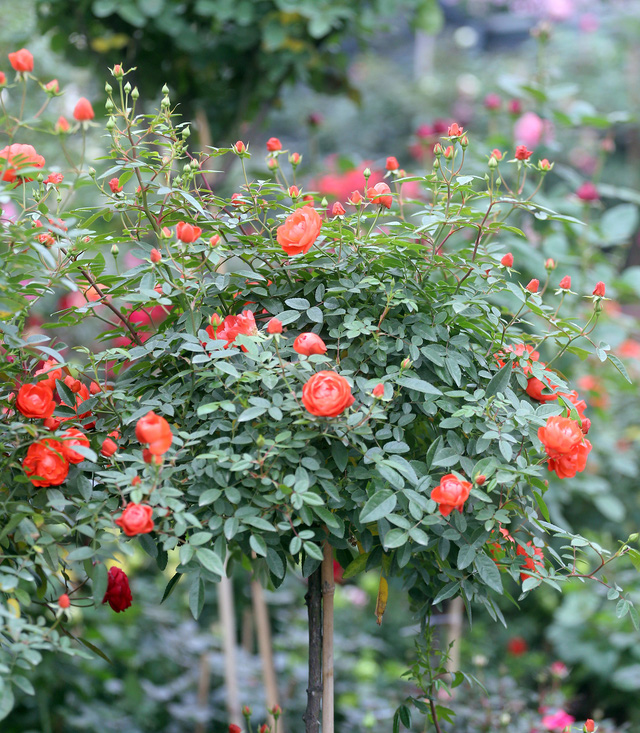 Việc trưng bày hoa đào trong nhà vào ngày Tết cũng chính là lời cầu chúc cho cả gia đình được thịnh vượng, may mắn, thuận buồm xuôi gió trong năm mới.