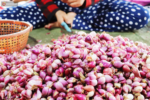 Mùi hành cay nồng nơi khóe mắt trong xóm hành tỏi khiến không khí Tết đến rất gần...