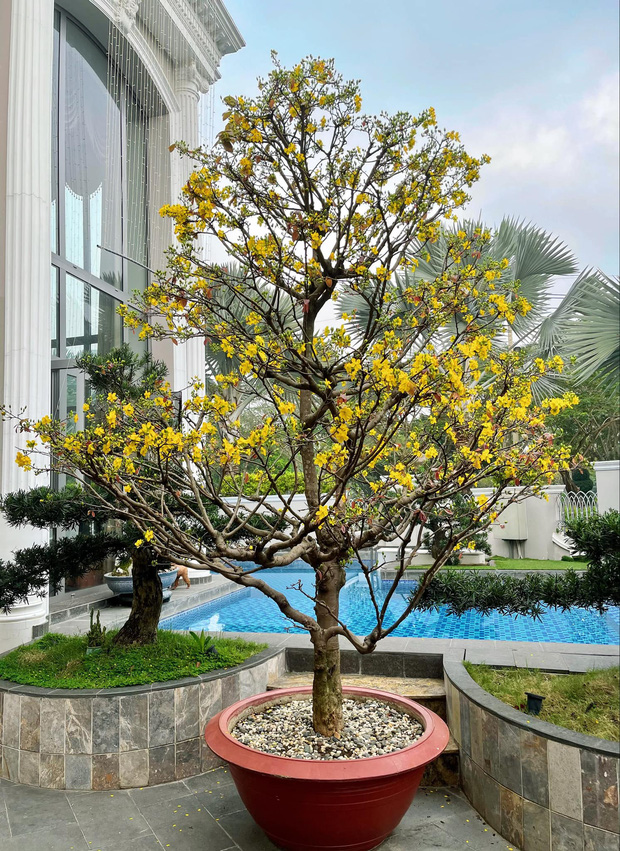 Tết ở miền Nam là phải có hoa mai để cầu mong những điều may mắn đến với gia chủ. Bảo Thy chuẩn bị 1 cây mai to với rất nhiều búp hoa sắp nở. Dự vào sáng mùng 1 sẽ vàng rực cả 1 góc cho mà xem!