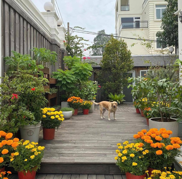 Bên trong hào môn, Hà Tăng đặt các cậu hoa cúc, vạn thọ dọc lối đi. Mặc dù những chậu hoa này thường có giá rất bình dân so với hoa lan, tuyết mai, đào,... nhưng cách Hà Tăng sắp xếp lại trông rất 