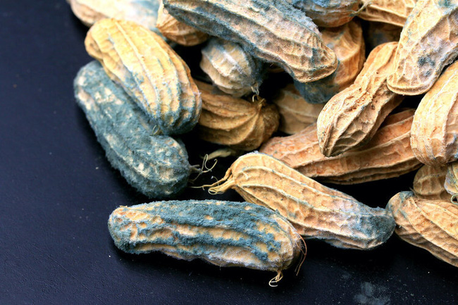 Điều quan trọng nhất là một khi đồ ăn ở nhà bị mốc thì nhất định phải vứt bỏ ngay.
