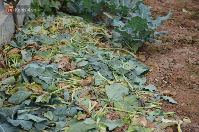 Quá nhiều rau bị vứt bỏ ngoài đồng