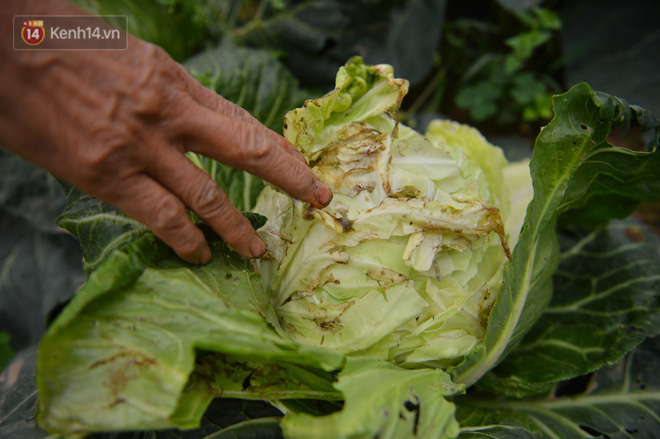 Nhiều hộ gia đình không buồn cắt rau