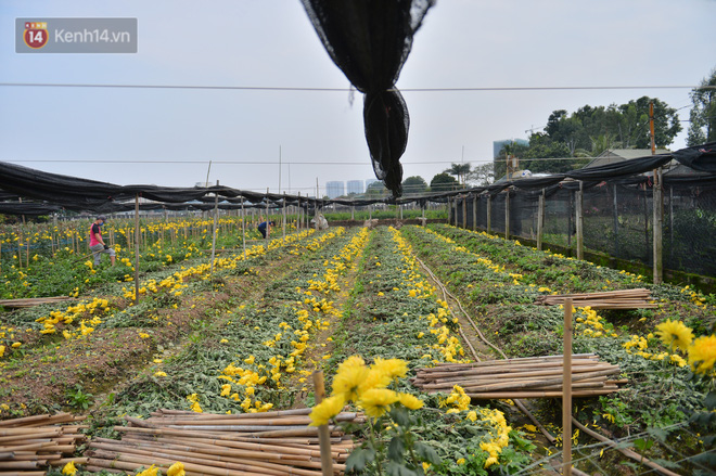 Nhiều người chọn cách nhổ bỏ hoa, vứt bỏ tại đồng