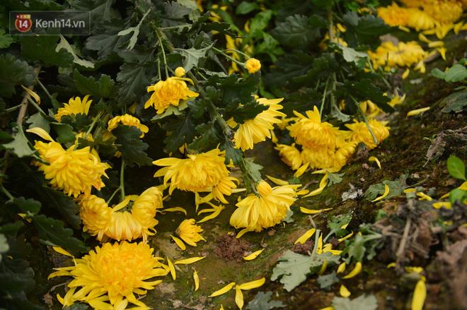 Anh Dương chọn cách nhổ hoa cũ để trồng hoa mới