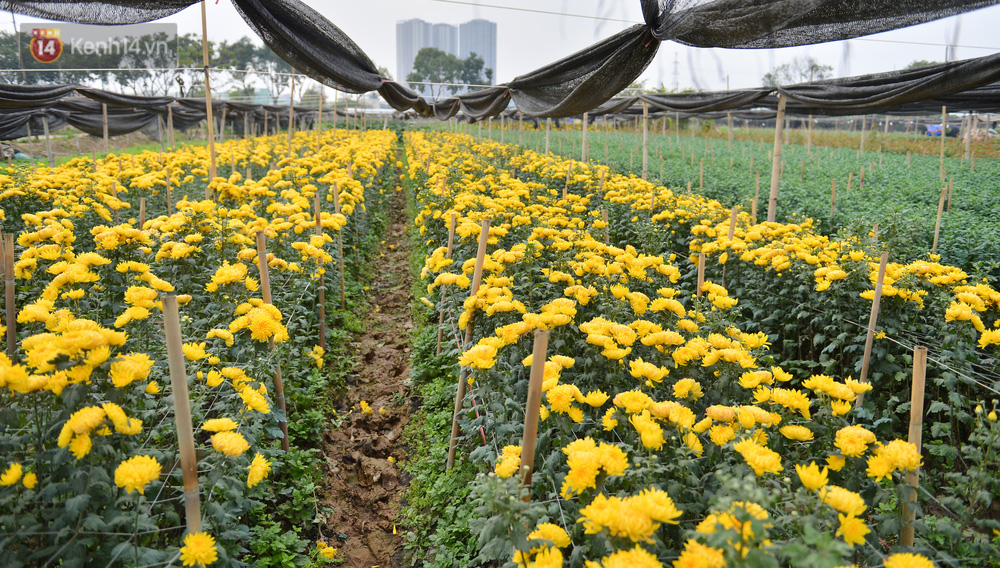 Vườn hoa cúc đã đến lúc thu hoạch nhưng không ai ra cắt