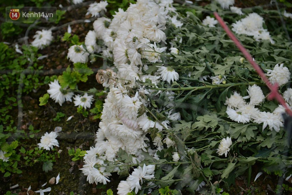 Nhiều người để ruộng hoang hoá, không trồng hoa